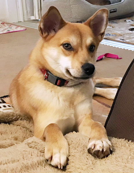 赤い首輪をつけたキラの写真